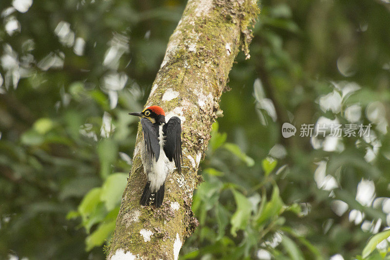 黄额啄木鸟(Melanerpes flavifrons)